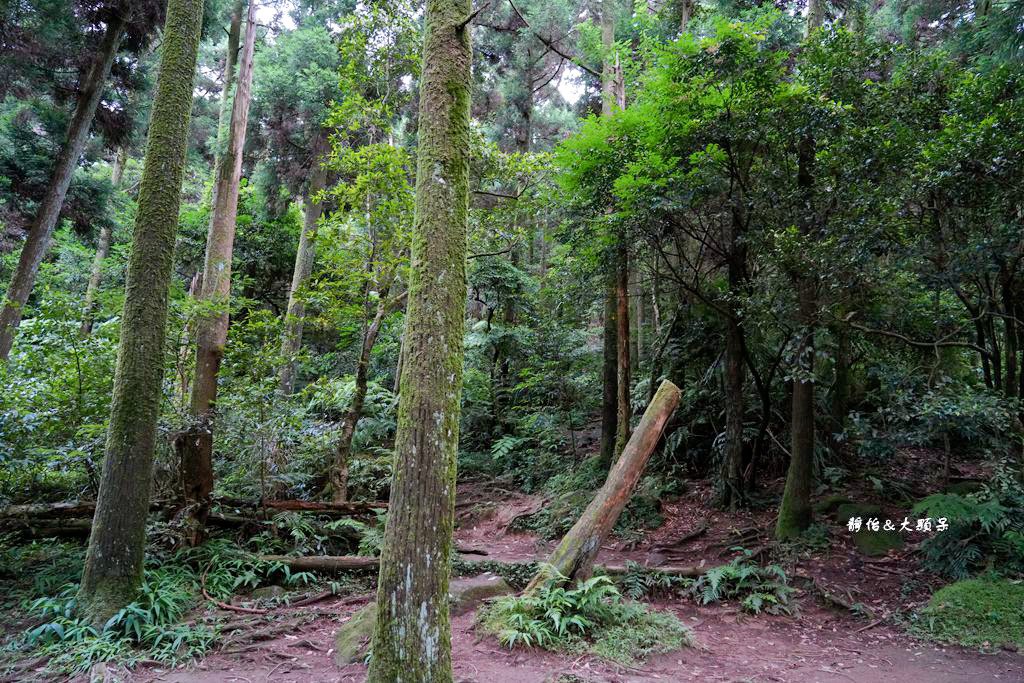 竹子湖黑森林 ❙ 森林系美拍、北部熱門婚攝景點，陽明山打卡秘