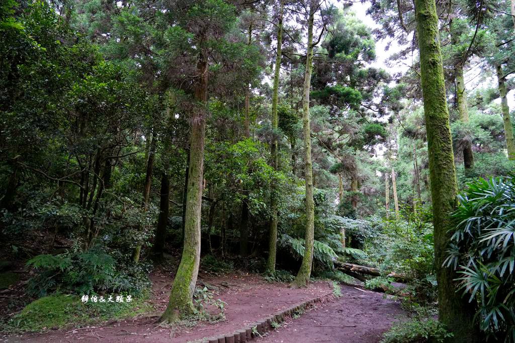 竹子湖黑森林 ❙ 森林系美拍、北部熱門婚攝景點，陽明山打卡秘