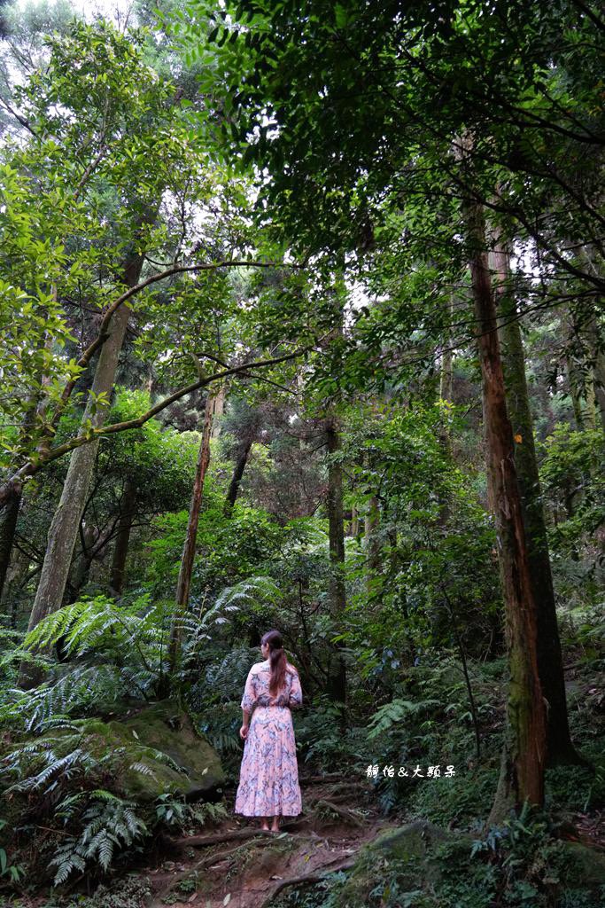 竹子湖黑森林 ❙ 森林系美拍、北部熱門婚攝景點，陽明山打卡秘