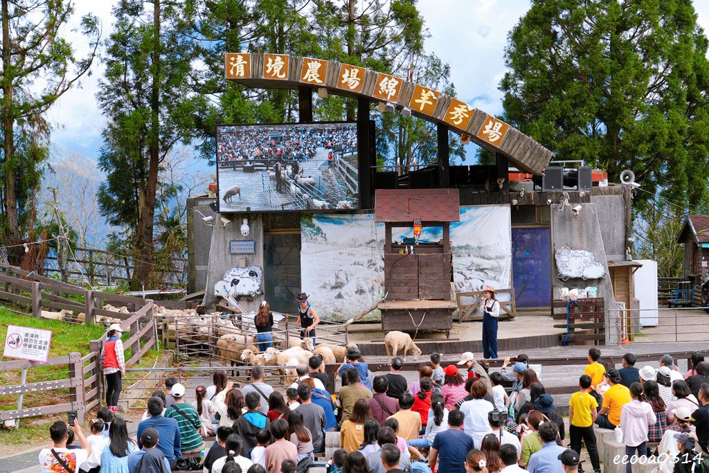 南投旅遊「清境農場」，青青草原綿羊秀時間、門票資訊，親近與餵