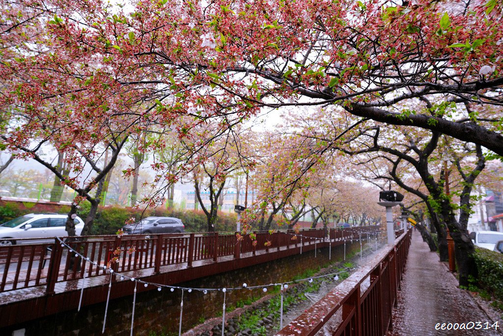 釜山賞櫻花行程「慶和火車站、余佐川羅曼史橋、帝皇山公園」，鎮