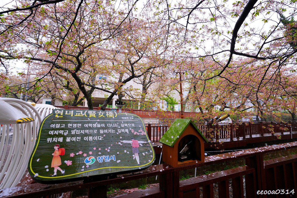 釜山賞櫻花行程「慶和火車站、余佐川羅曼史橋、帝皇山公園」，鎮