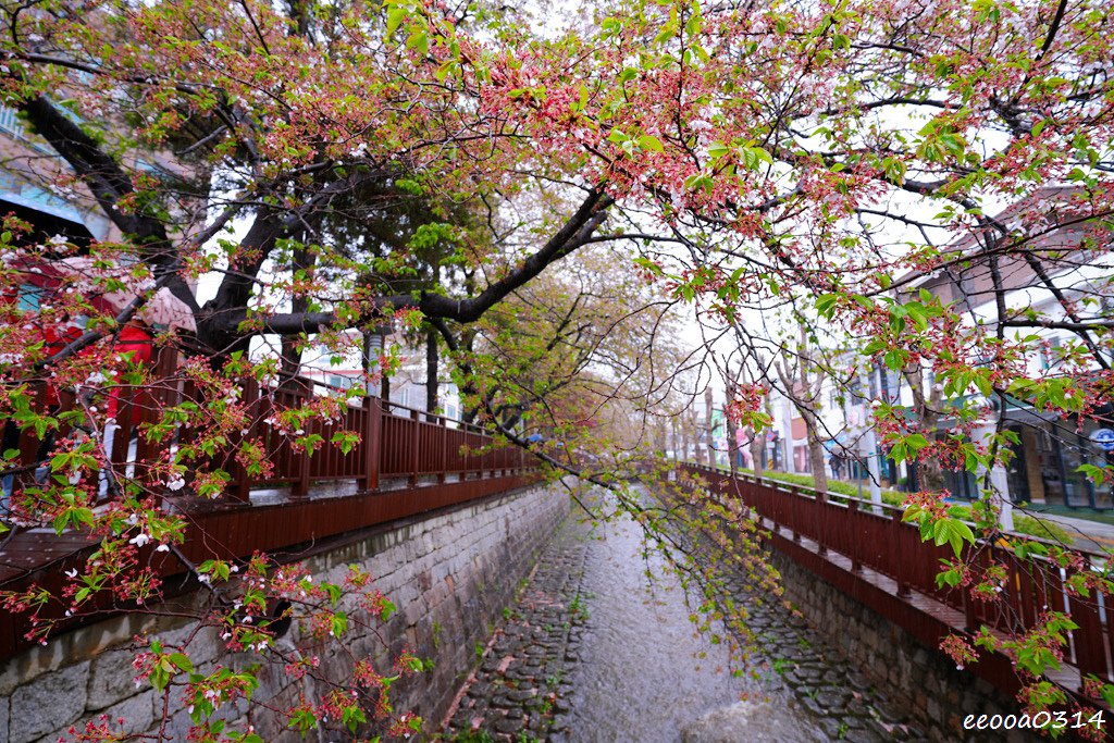 釜山賞櫻花行程「慶和火車站、余佐川羅曼史橋、帝皇山公園」，鎮