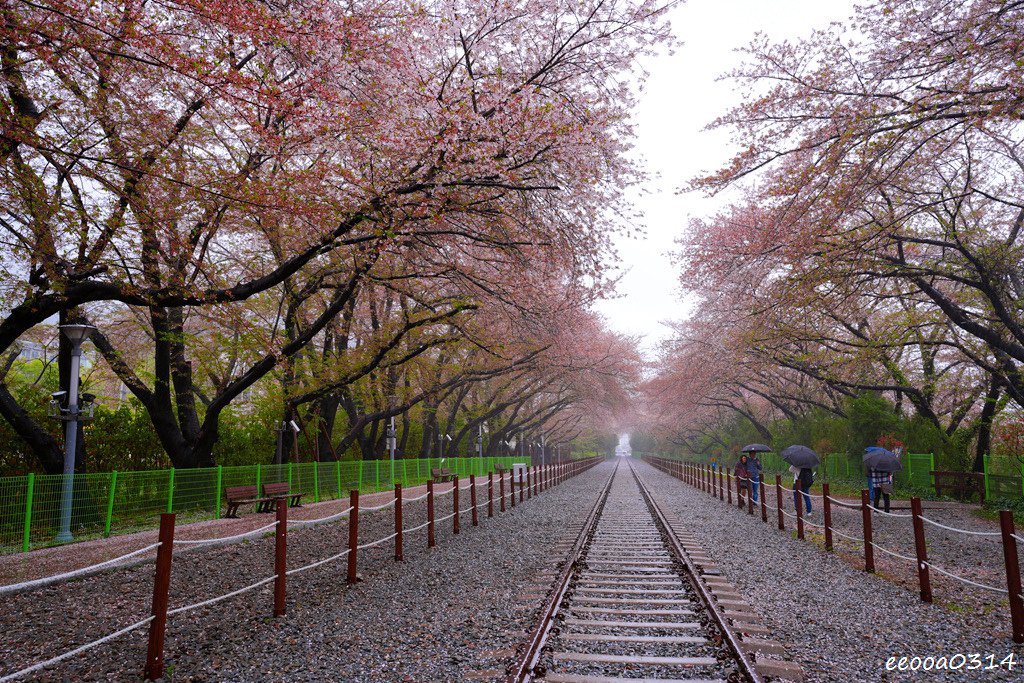 釜山賞櫻花行程「慶和火車站、余佐川羅曼史橋、帝皇山公園」，鎮