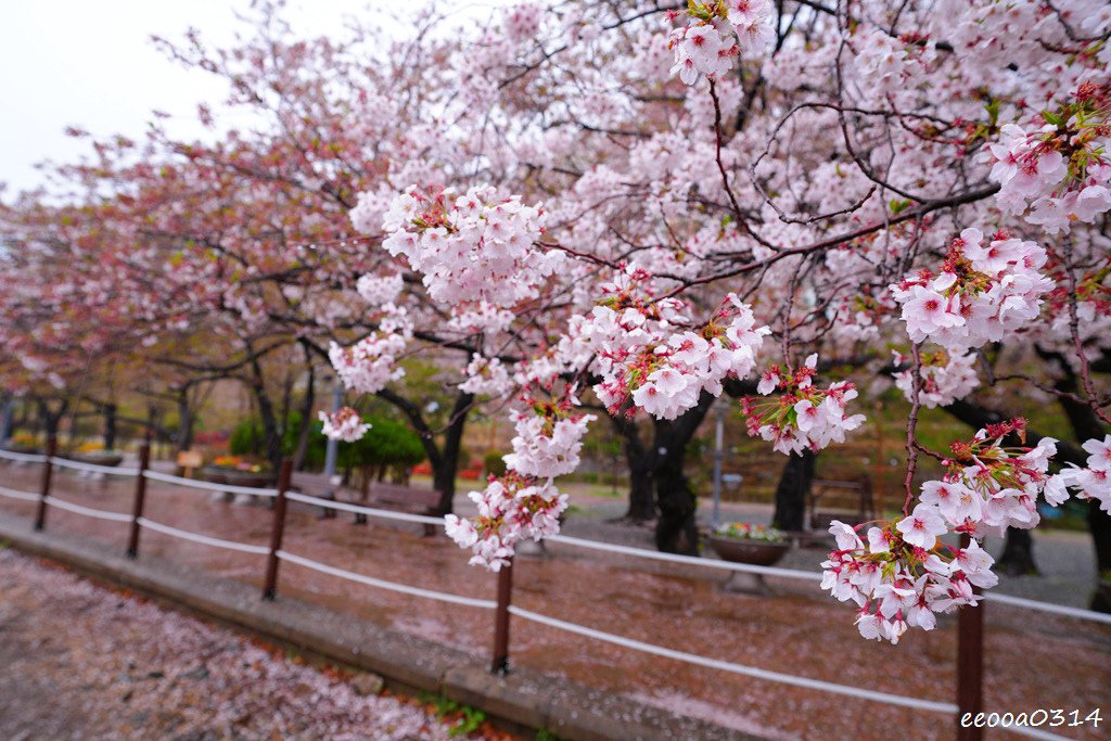 釜山賞櫻花行程「慶和火車站、余佐川羅曼史橋、帝皇山公園」，鎮