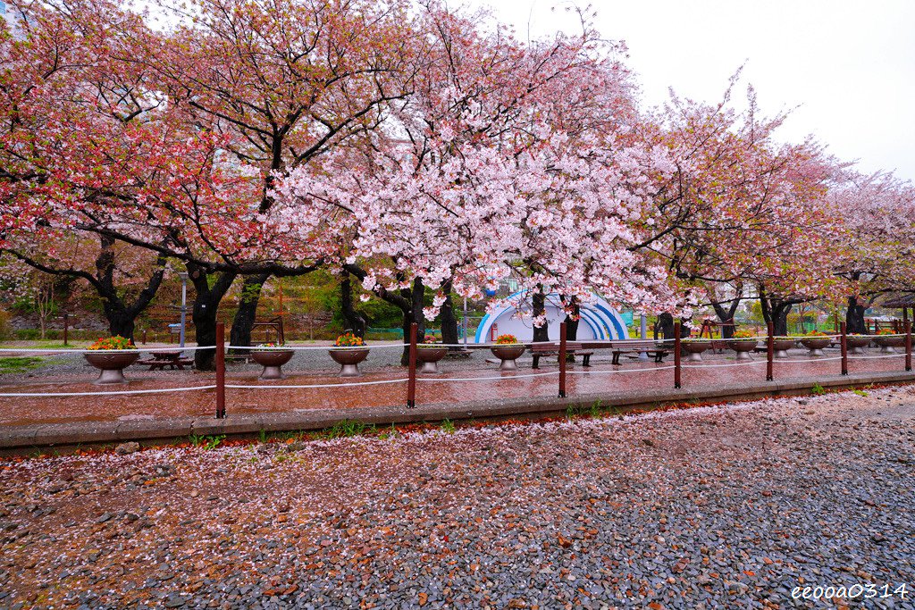 釜山賞櫻花行程「慶和火車站、余佐川羅曼史橋、帝皇山公園」，鎮