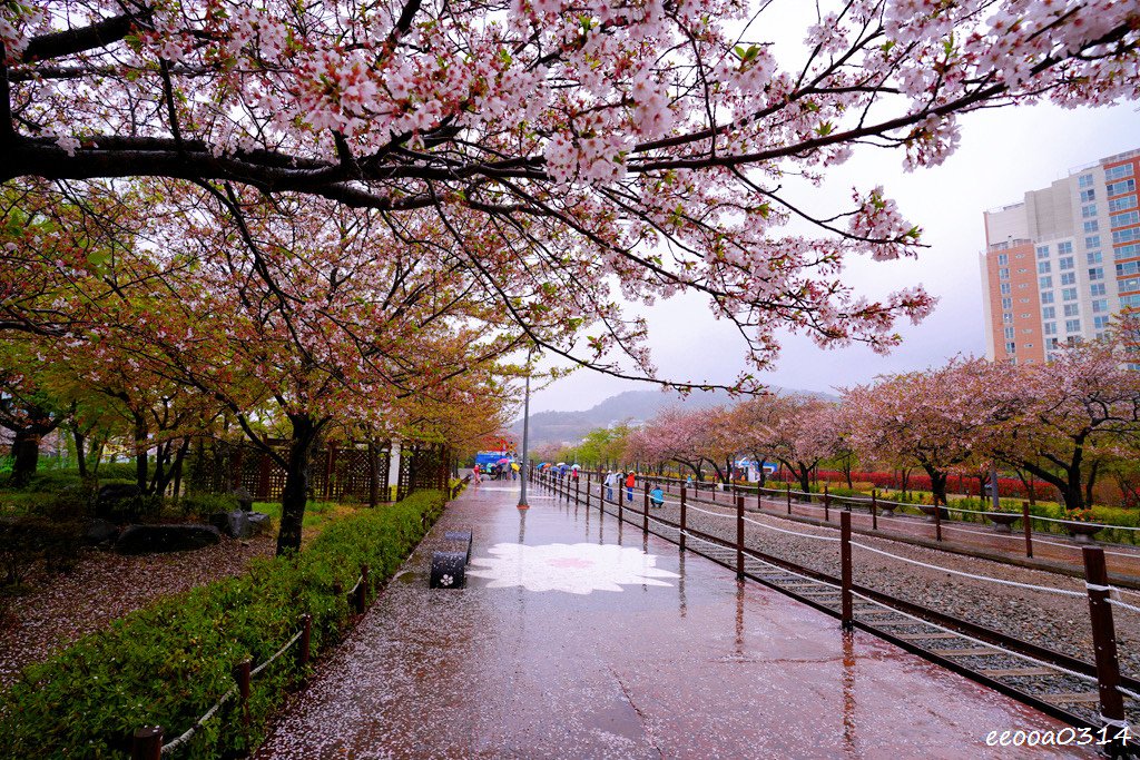 釜山賞櫻花行程「慶和火車站、余佐川羅曼史橋、帝皇山公園」，鎮