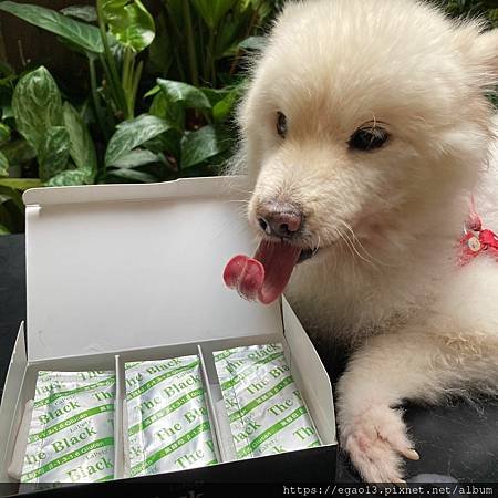 【寵物】樂倍Lapetz黑酵母葡聚液+綠蜂膠 ( 淚腺保健配