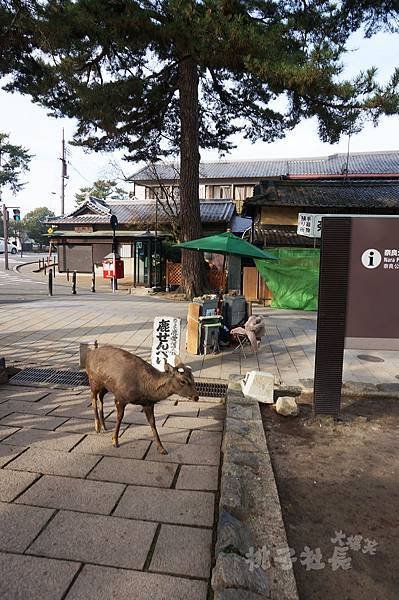 Nara27.jpg