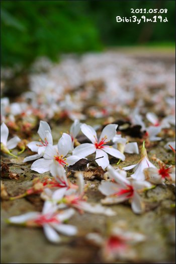 20110508_06.jpg