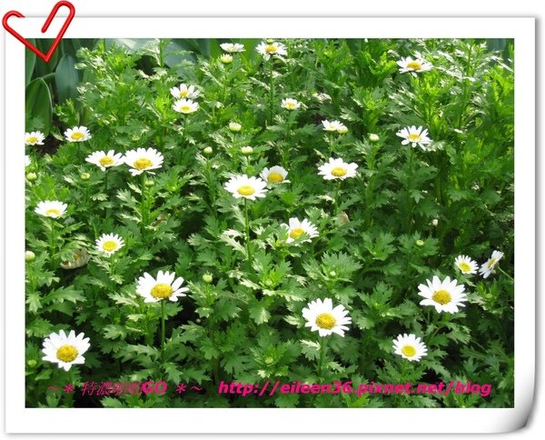 新竹關西半日遊051.JPG