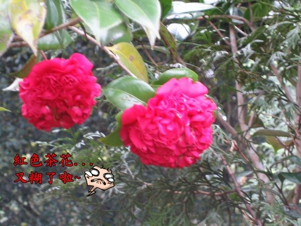 IMG_8538.jpg