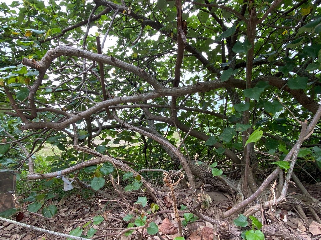 【淡水】搭輕軌遊滬尾－重返清法戰爭古戰場、走讀淡水生態之美。
