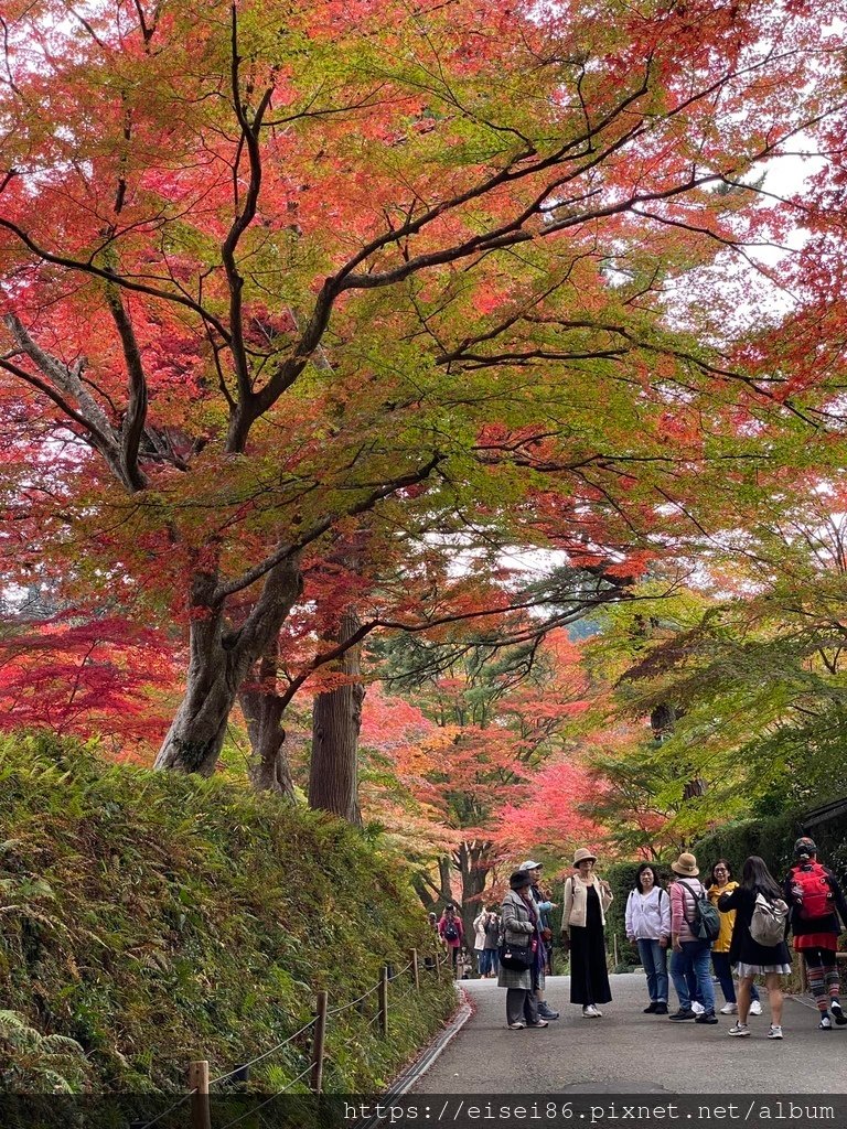★紅葉東北D5-1★日本百景猊鼻溪木舟遊＋投運石ｘ世界遺產中