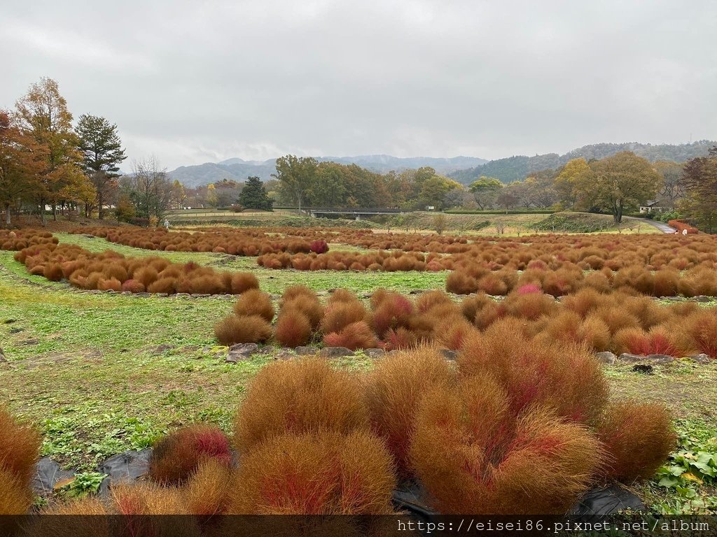 ★紅葉東北D6★鳴子峽ｘ國營陸奧森林湖畔公園