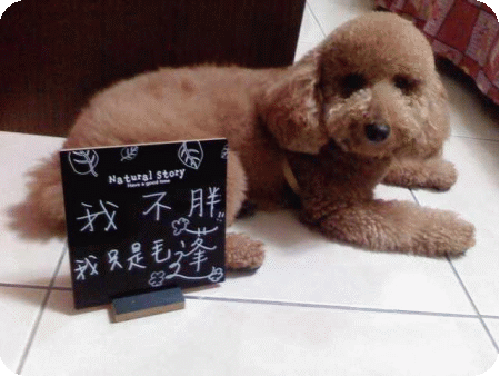 我不胖!!我只是毛蓬