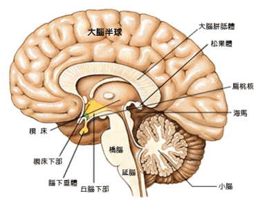 邊緣系統