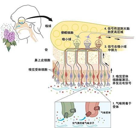 嗅覺傳導路徑