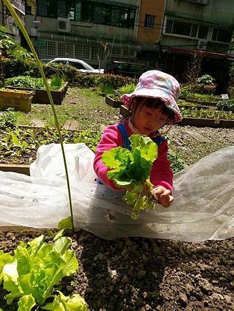 寶寶採收大陸A菜