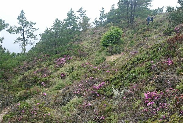 合歡群峰慶百岳_227.JPG