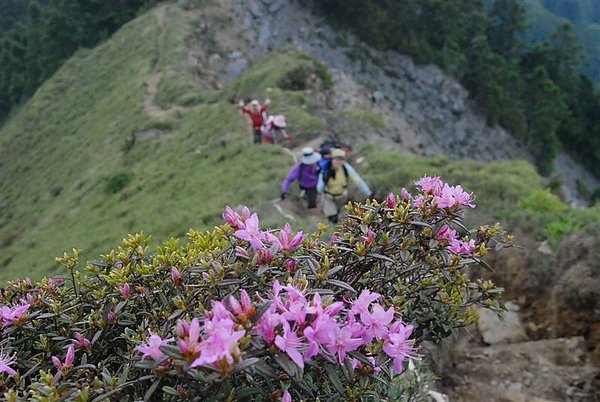 合歡群峰慶百岳_222.JPG