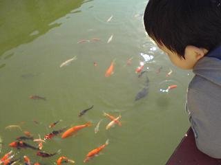 餵魚.jpg