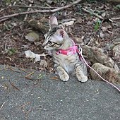 201008溜貓-2