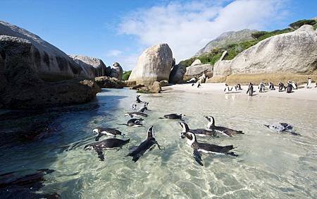 west-coast-rooibos-rock-art-fynbos-experience-cape-town.jpg.1340x0_default.jpg