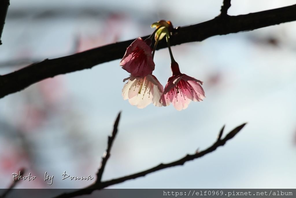 43 天元宮賞櫻 2017.02.15.jpg