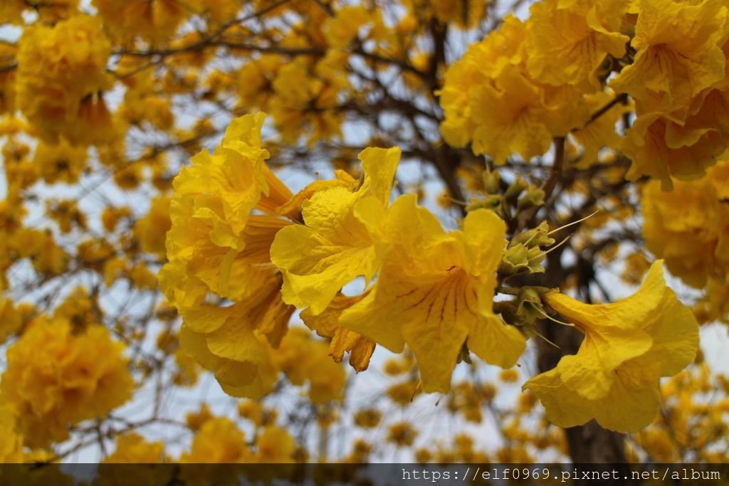 66 台灣彰化芬園黃花風鈴木 2015.03.07-2(001).jpg