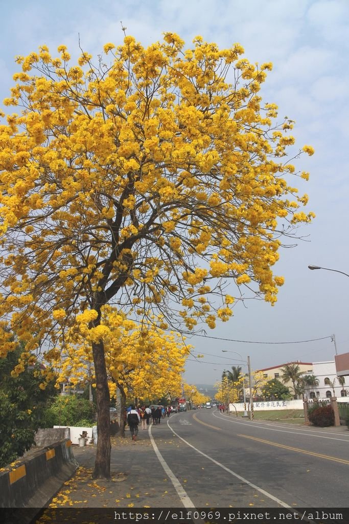 66 台灣彰化芬園黃花風鈴木 2015.03.07(001).jpg