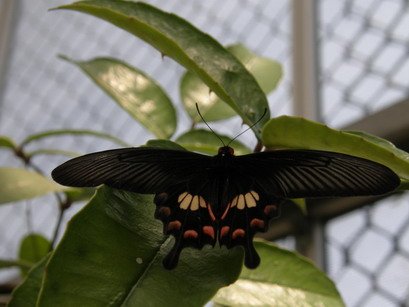 P5294890.JPG