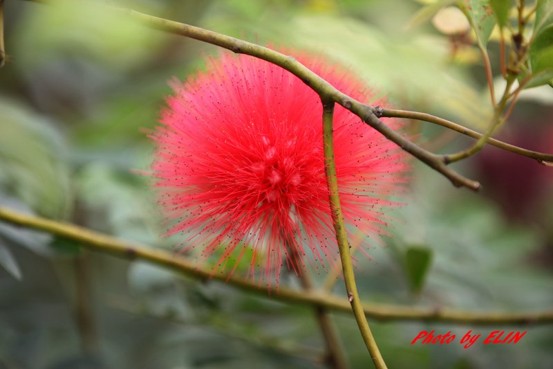 1030308-金獅湖蝴蝶園&amp;屏東來一連莊休閒景觀餐廳-1.jpg