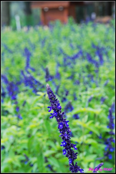 青青草原-墨西哥鼠尾草-1.jpg