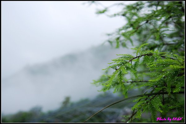 清境豐田農場-3.jpg