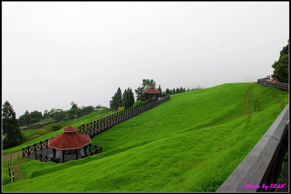 青青草原.jpg