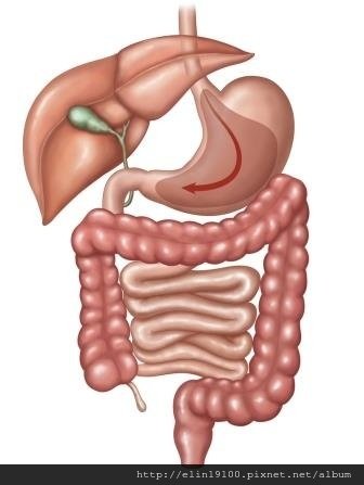 STOMACH2