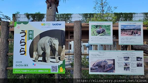 帶小小孩玩名古屋的動物園@豐橋動植物園+東山動植物園