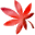 maple leaf