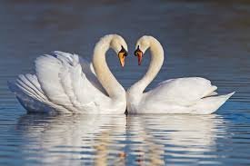 images (14)