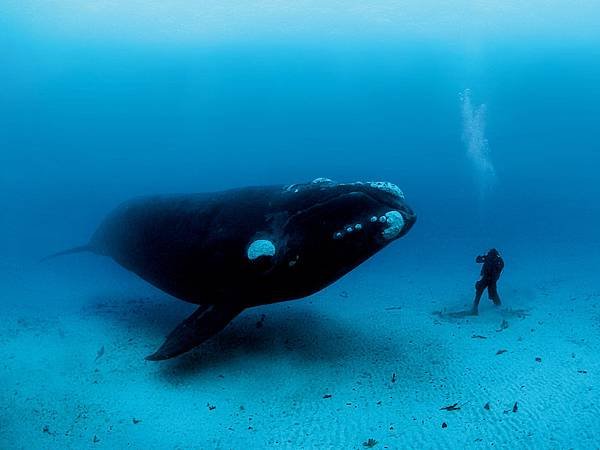 diver-encounters-southern-right-whale-950x712