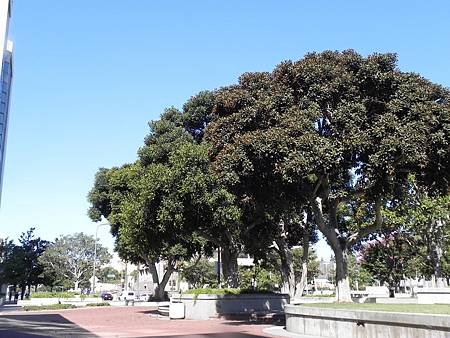 Santa Ana路邊 (11).JPG