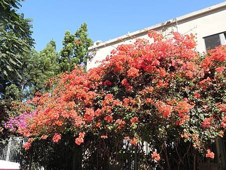 Santa Ana路邊 (16).JPG