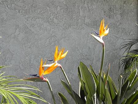 Santa Ana路邊 (17).JPG