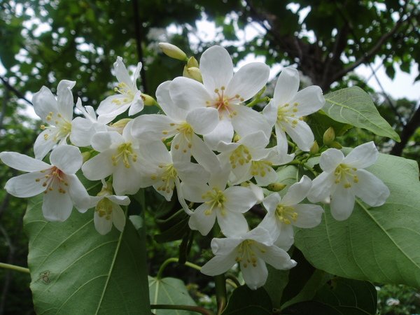 距離人群比較近的桐花之四