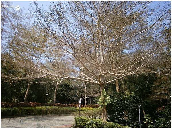 香格里拉樂園-大樹.jpg
