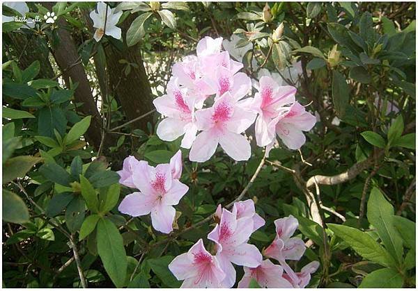 香格里拉樂園-花.jpg