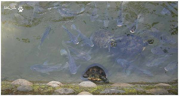 香格里拉樂園-烏龜&amp;魚.jpg