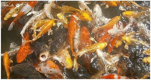 香格里拉樂園-魚池.2.jpg
