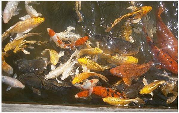 香格里拉樂園-魚池.jpg
